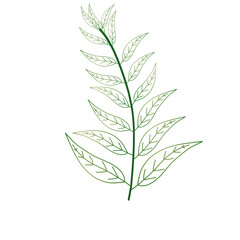 Hand-drawn branch with leaves illustration art