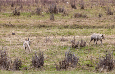 Coyote in Springtime in Wyoming
