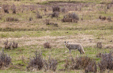 Coyote in Springtime in Wyoming