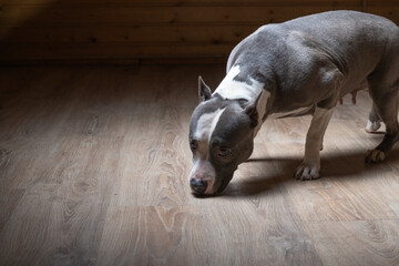 Portrait of a beautiful purebred Staffordshire Terrier in a studio in a low key.