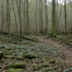 footpath in the woods