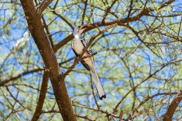 Northern Red Billed Hornbill, (Tockus erythrorhynchus) perched in a tree in Southern Ethiopia