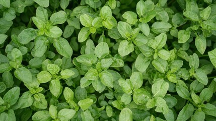 Obraz premium A close up of a plant with green leaves