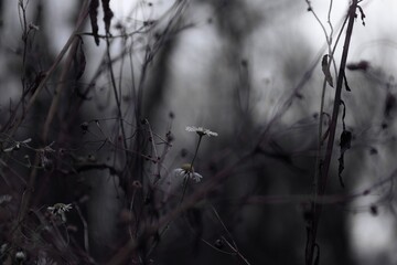 Lonely chamomile flower in rainy dark forest, sad atmosphere of loneliness, surreal colours