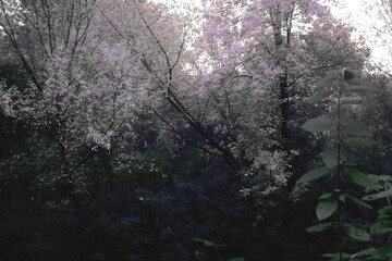 Surreal autumn forest photography, Atmospheric Black Metal forest, dark spooky forest, fantastic leaves colours