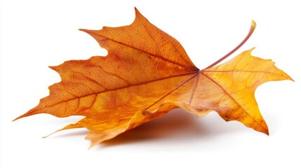 Obraz premium A single orange leaf on a white background