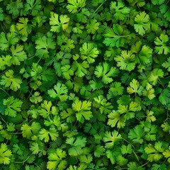 Coriander leaves texture background, cilantro leaf pattern, chinese parsley greens banner, spices, seasonings