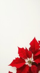 Bright red poinsettia leaves against a clean white background, perfect for seasonal decoration and festive themes.
