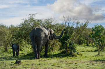 elephant in the savannah