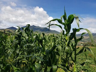 Agricultura tradicional: respetando el medio ambiente y conservando la fertilidad del suelo