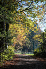 Waldweg im Herbst mit sonnendurchfluteten Baumkronen und Laub am Boden