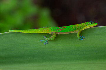 Closeup of a gold dust day gecko in a tropical environment
