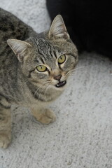 Obraz premium European cat A breed of short-haired domestic cats that was created by European breeders and cat lovers in the mid-20th century.