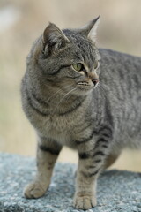 Obraz premium European cat A breed of short-haired domestic cats that was created by European breeders and cat lovers in the mid-20th century.