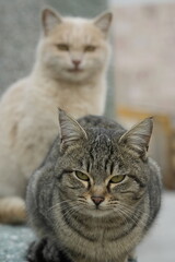 European cat
A breed of short-haired domestic cats that was created by European breeders and cat lovers in the mid-20th century.