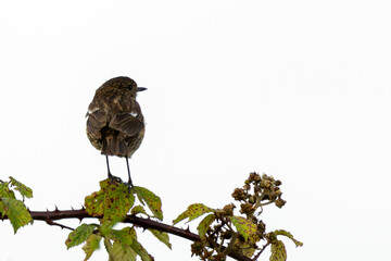 Stonechat (Saxicola rubicola), Found in Open Grasslands and Coastal Areas Across Europe