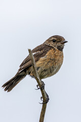 Stonechat (Saxicola rubicola), Found in Open Grasslands and Coastal Areas Across Europe