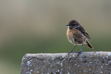Stonechat (Saxicola rubicola), Found in Open Grasslands and Coastal Areas Across Europe