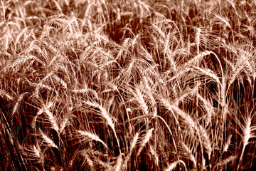 Ears of wheat growing in the field. The concept of harvesting. Color of 2025 year - Mocha Mousse