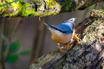 Kleiber im Herbst auf einem Ast / Vogel	
