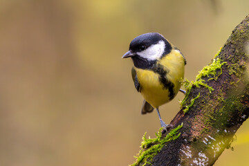 Fototapeta premium Kohlmeise im Herbst auf einem Ast / Vogel