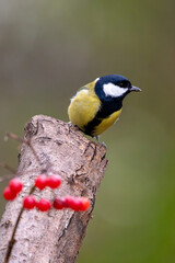 Kohlmeise im Herbst auf einem Ast / Vogel