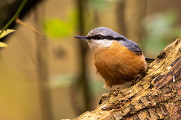 Kleiber im Herbst auf einem Ast / Vogel	