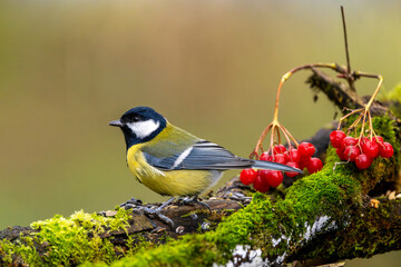 Kohlmeise im Herbst auf einem Ast / Vogel