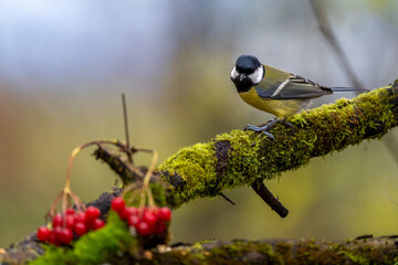 Kohlmeise im Herbst auf einem Ast / Vogel