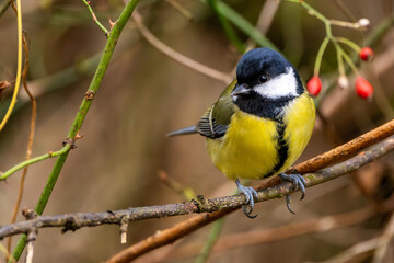 Kohlmeise im Herbst auf einem Ast / Vogel