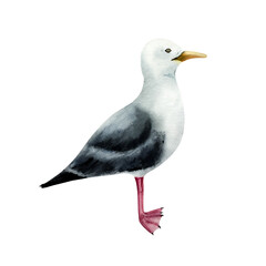 Seagull bird. Nice watercolor lesser black-backed gull, hand drawn illustration isolated on background. For designers, postcards, greetings, birthday, calendar, wallpapers, wrapping paper and baby