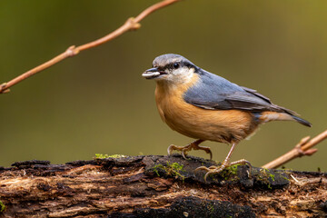 Kleiber im Herbst auf einem Ast / Vogel	