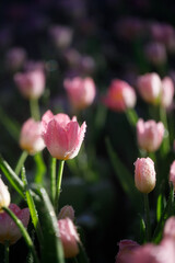colorful tulips flowering in the garden.