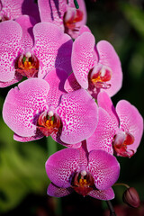 Closeup nature view of Orchids flowers in garden.