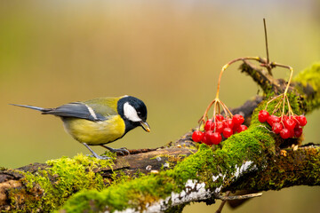 Kohlmeise im Herbst auf einem Ast / Vogel
