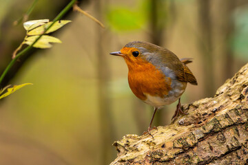 Rotkelchen im Herbst auf einem Ast / Vogel	