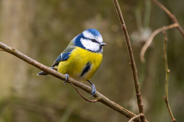 Blaumeise im Herbst auf einem Ast / Vogel