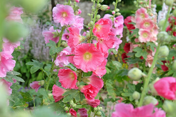 Colourful deep pink Alcea rosea, or hollyhock, in flower.