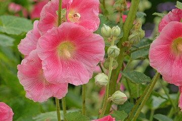 Colourful deep pink Alcea rosea, or hollyhock, in flower.