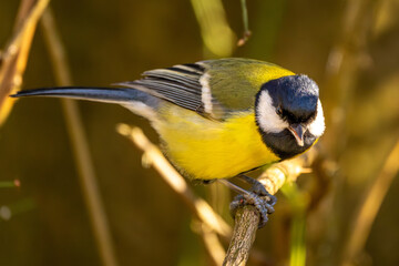 Kohlmeise im Herbst auf einem Ast / Vogel