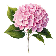 Pink hydrangea with green leaves on a transparent background