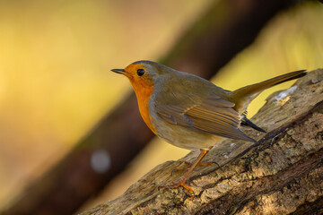 Rotkelchen im Herbst auf einem Ast / Vogel	