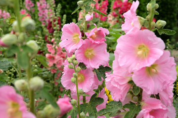 Obraz premium Bright pink Alcea rosea, or hollyhock, in flower.