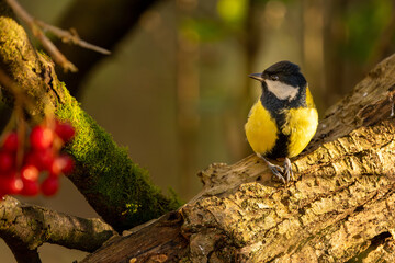 Kohlmeise im Herbst auf einem Ast / Vogel