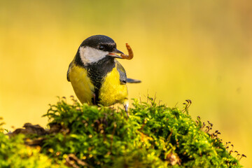 Kohlmeise im Herbst auf einem Ast / Vogel