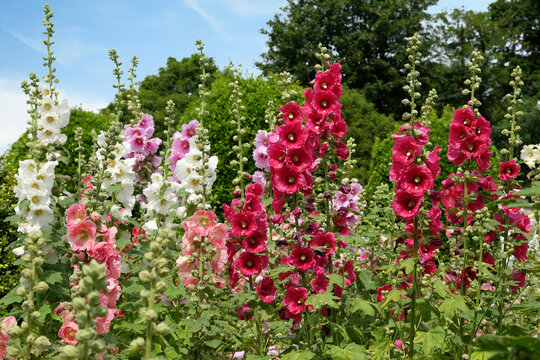 Red Alcea rosea, or hollyhock, in flower.