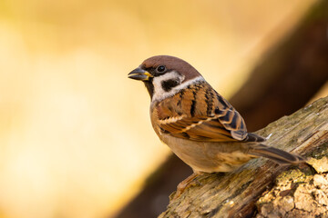 Feldsperling im Herbst auf einem Ast / Vogel