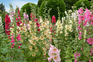 Colourful Yellow and pink Alcea rosea, or hollyhock, in flower.