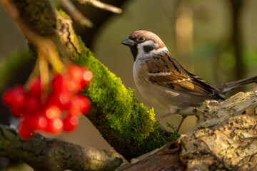 Feldsperling im Herbst auf einem Ast / Vogel