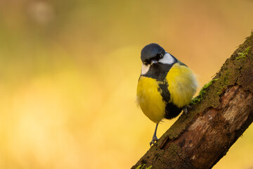 Kohlmeise im Herbst auf einem Ast / Vogel